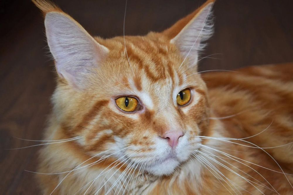 Photograph by Анжелика Трошина