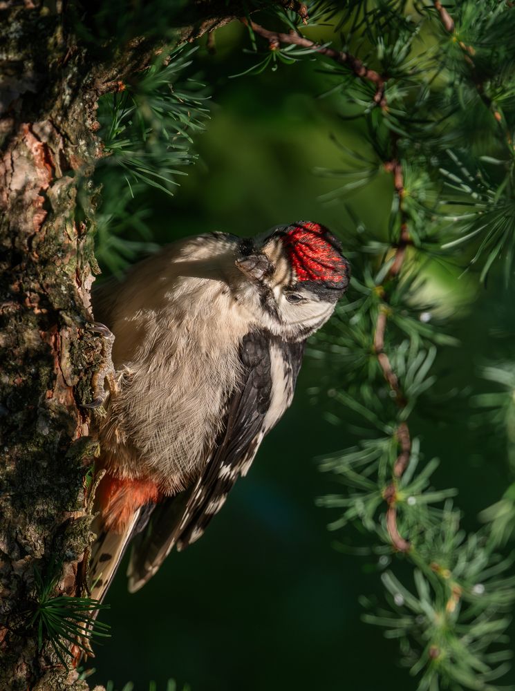 Этюды с молодым дятлом