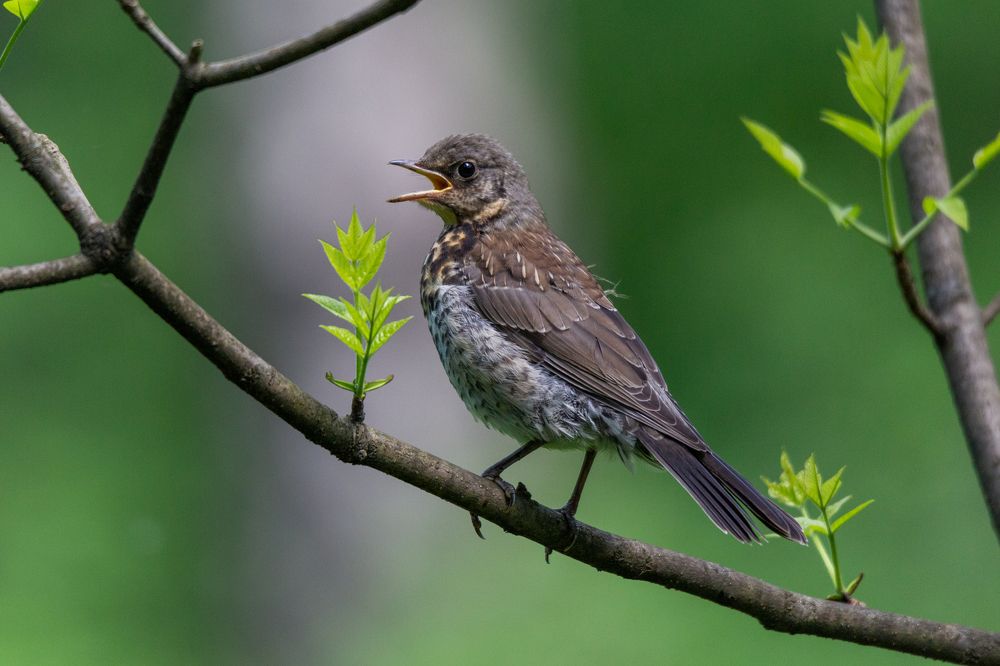Photograph by Sergey Nikolenko