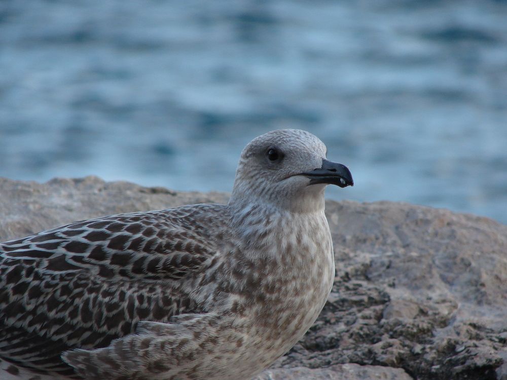 Photograph by Александр Гришин