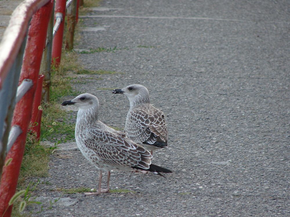 Photograph by Александр Гришин