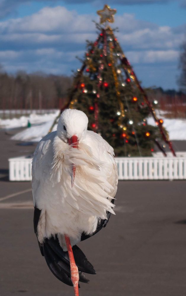 Photograph by Диана Бородзе