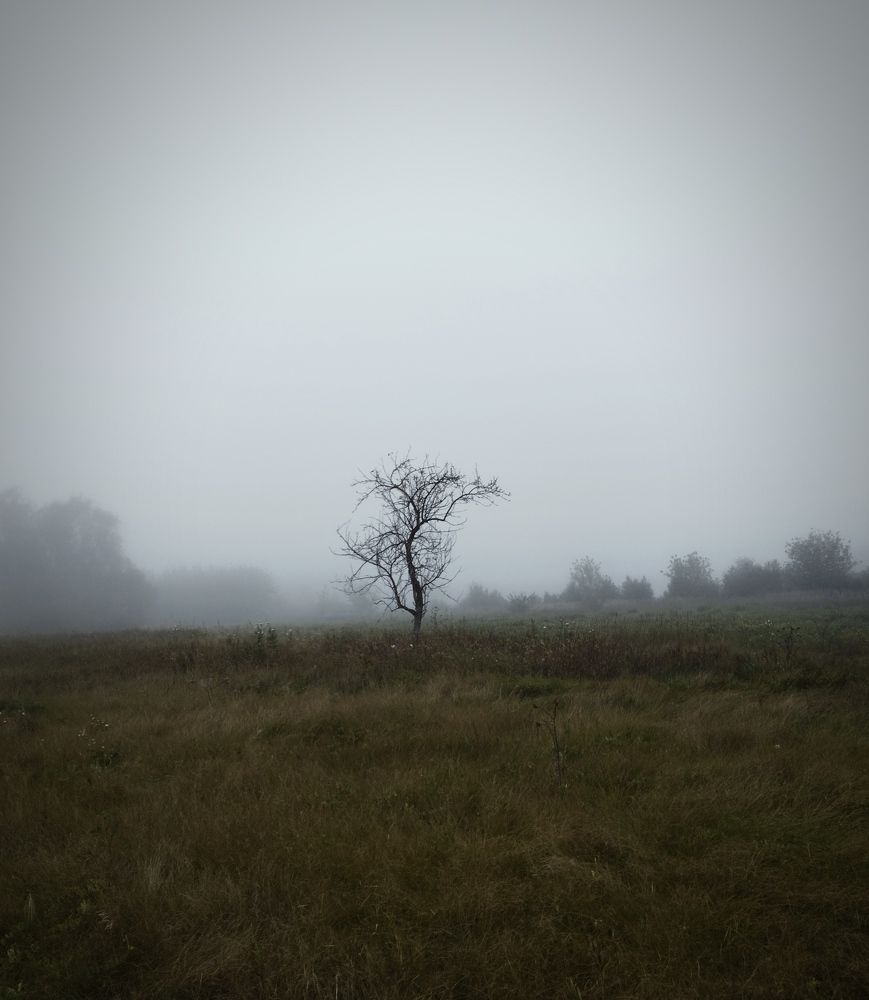 Photo #10771012