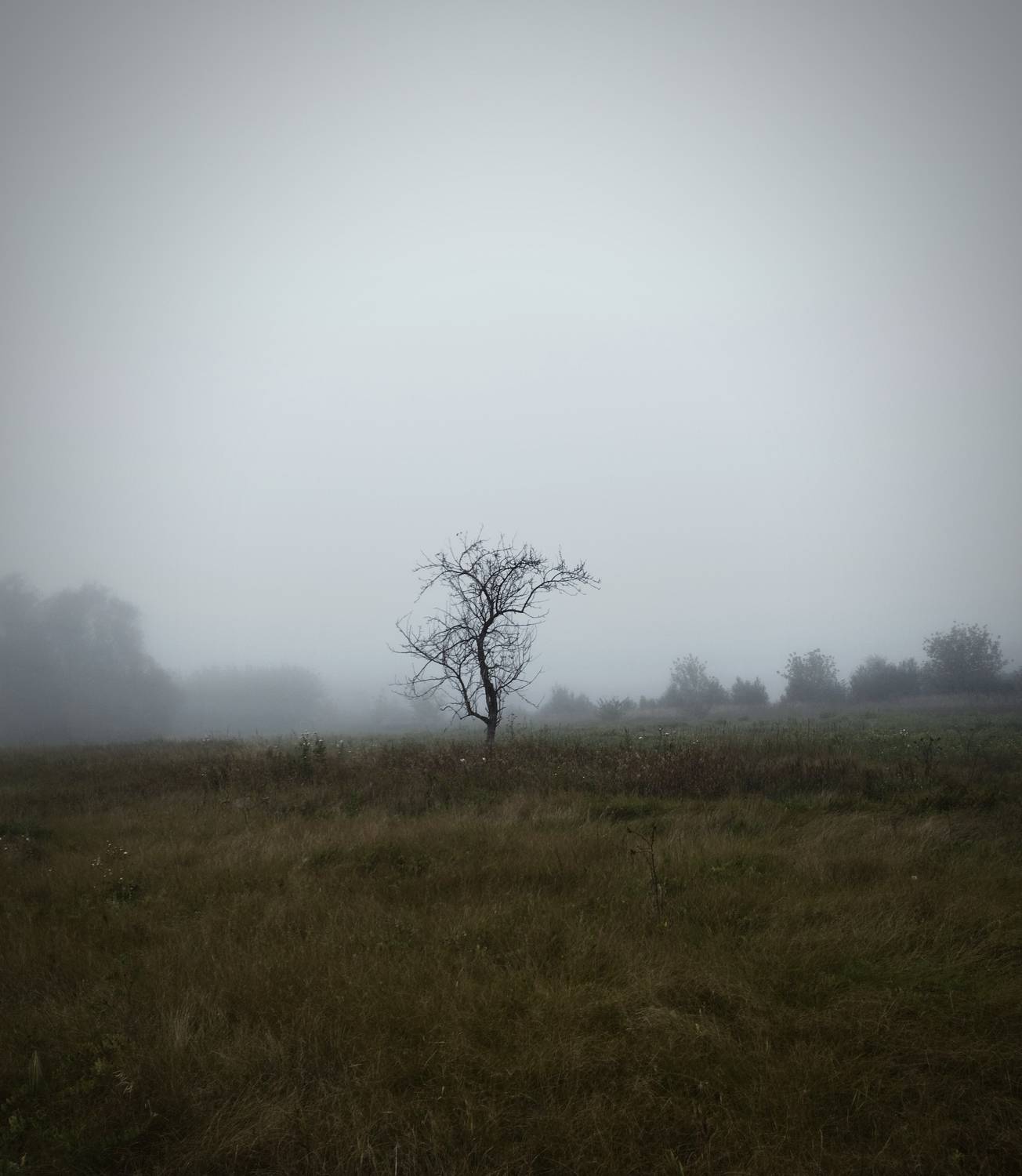 Photo #10771012
