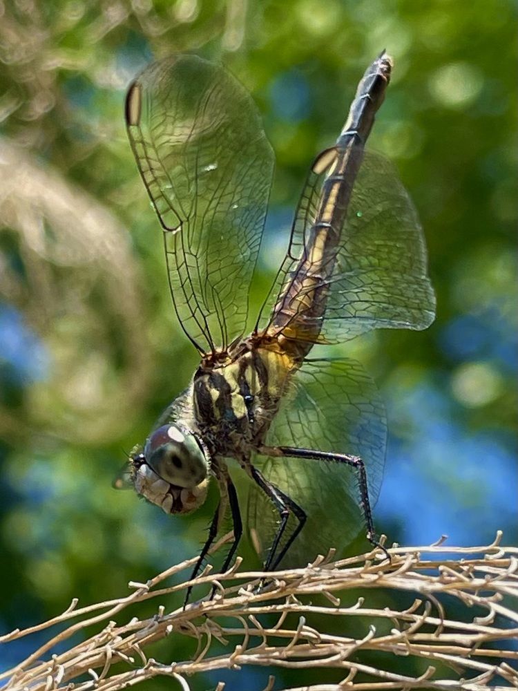 Фотография автора Olga Andriuc