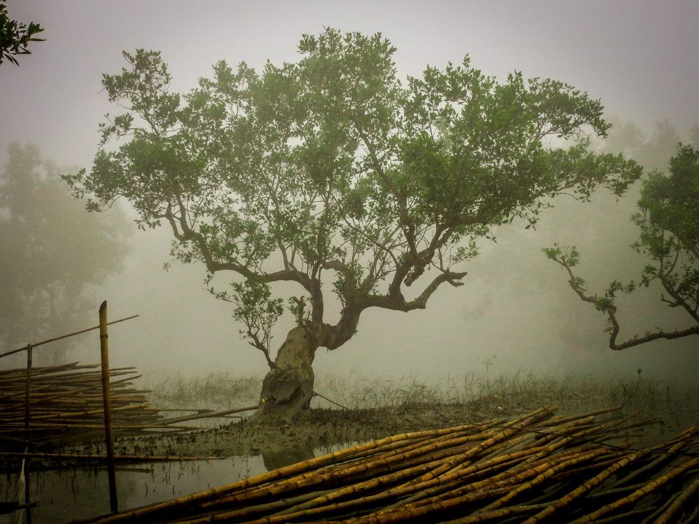 Photograph by Bidyut Dutta
