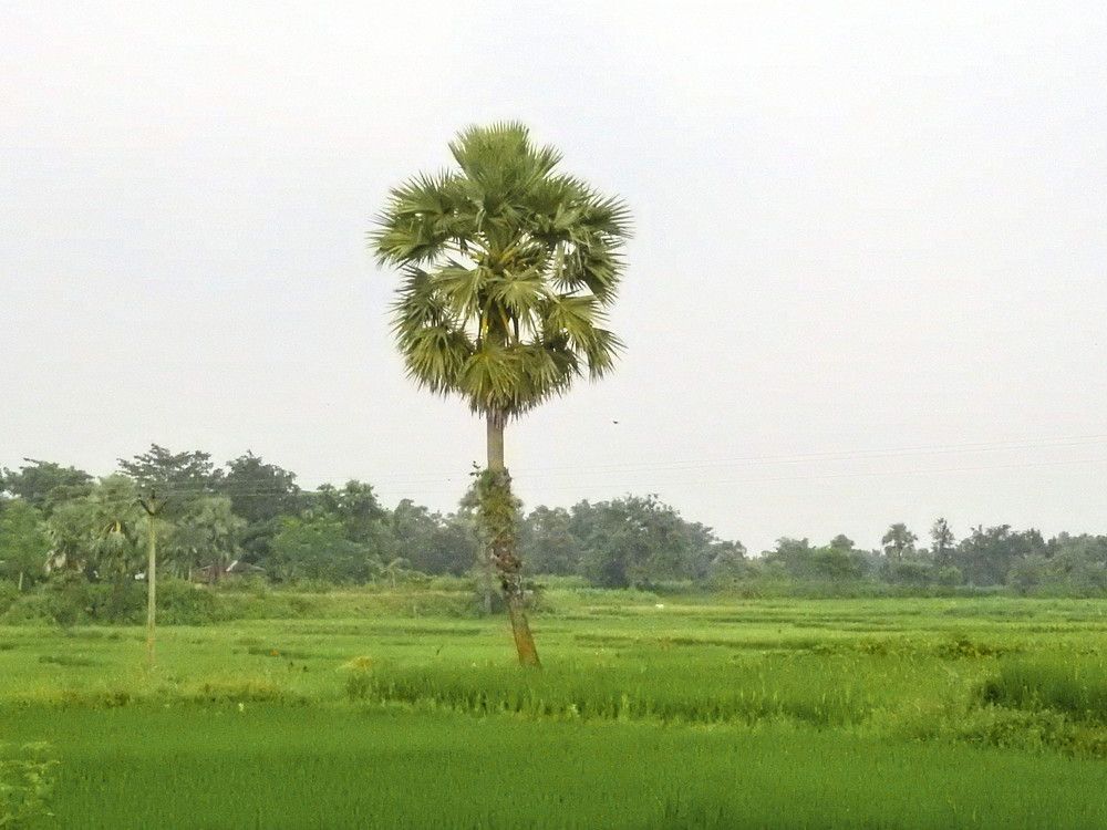 Photograph by Bidyut Dutta