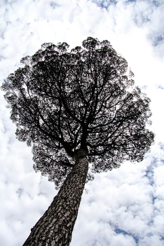 Photograph by Luís Sérgio Gonçalves