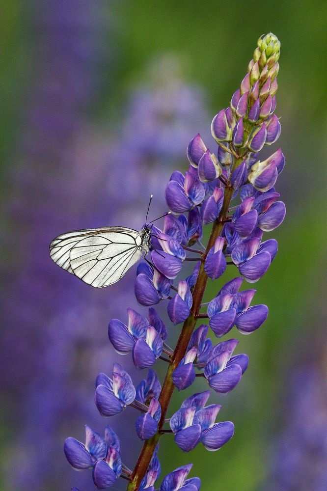 Photograph by Светлана Долгих