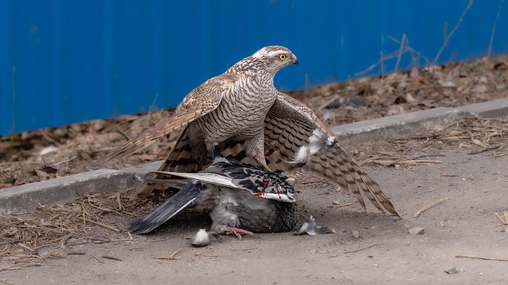 Photograph by Игорь Иванов