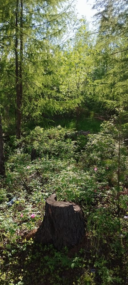 Photo #10771366