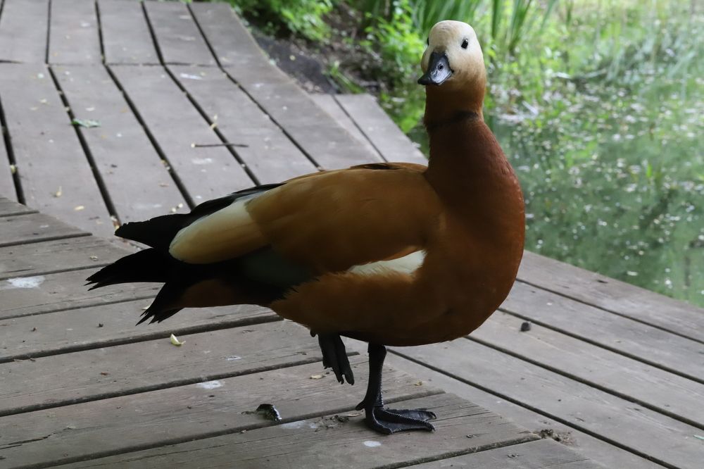 Photograph by Елена Тимченко