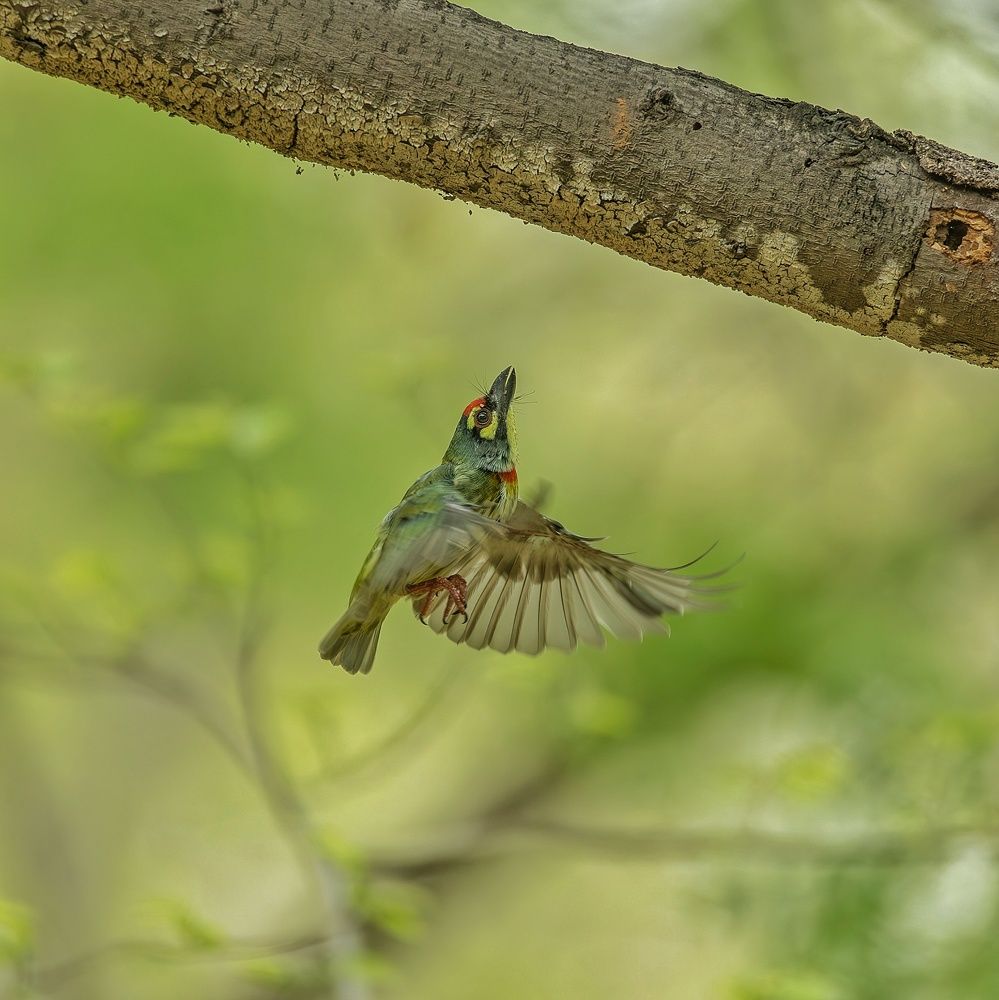 Photograph by Badal Parmar