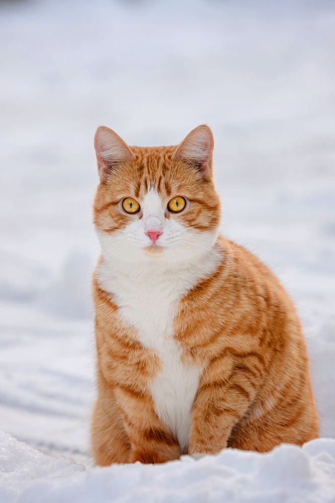 Фотография автора Юлия Носова