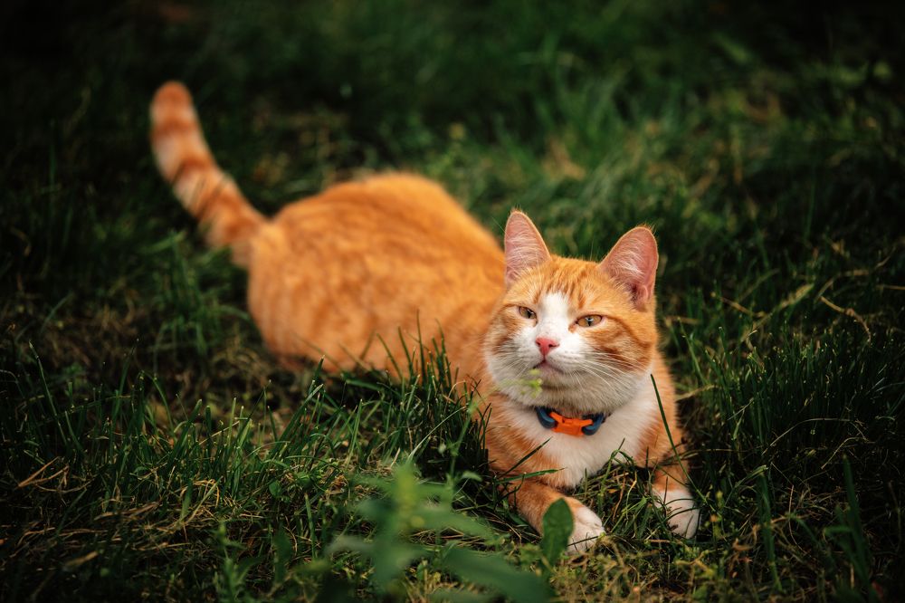 Фотография автора Юлия Носова