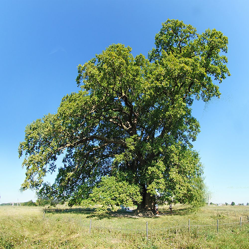 Памятник природы Суворовский дуб