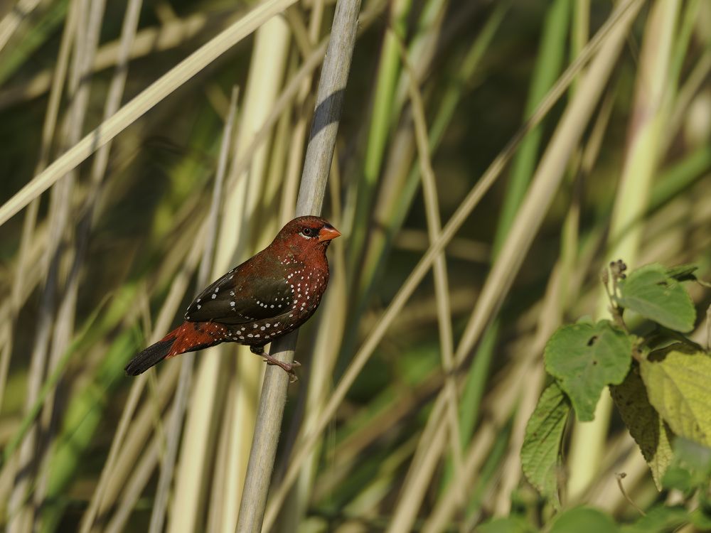 Red Munia