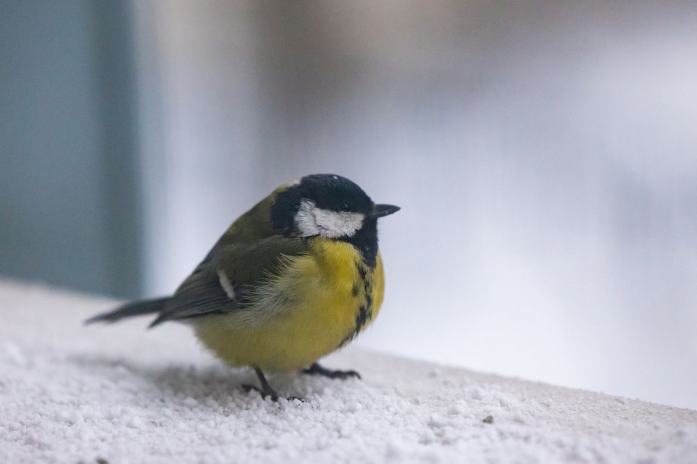 Photograph by Заломаева Надежда