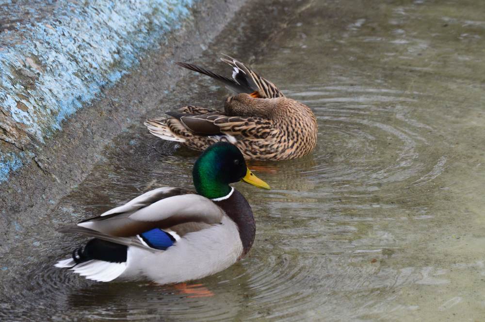 Photograph by Jaroslav Sameš