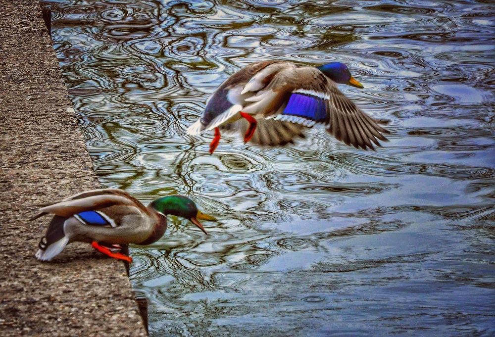 Photograph by Jaroslav Sameš