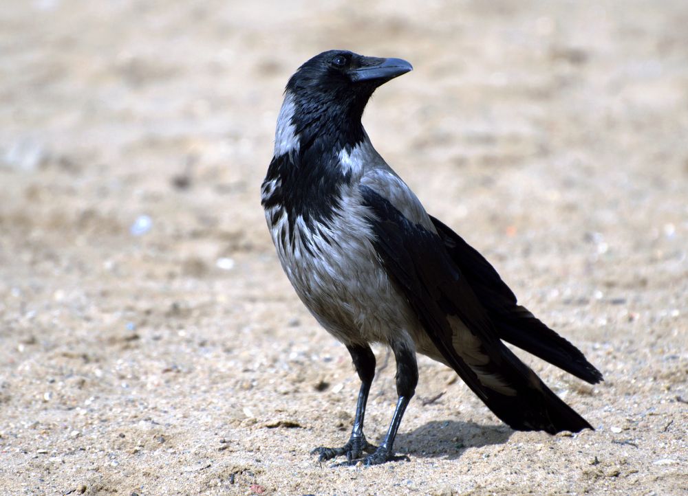 ОЙ!Вы меня  смущаете...