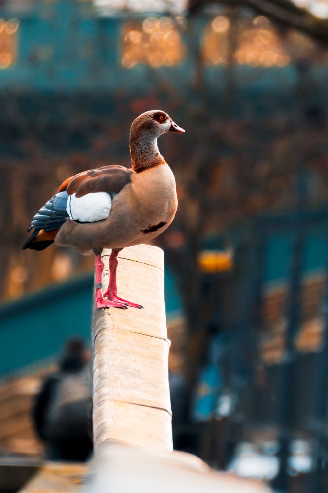 Photograph by Robert Fülöp