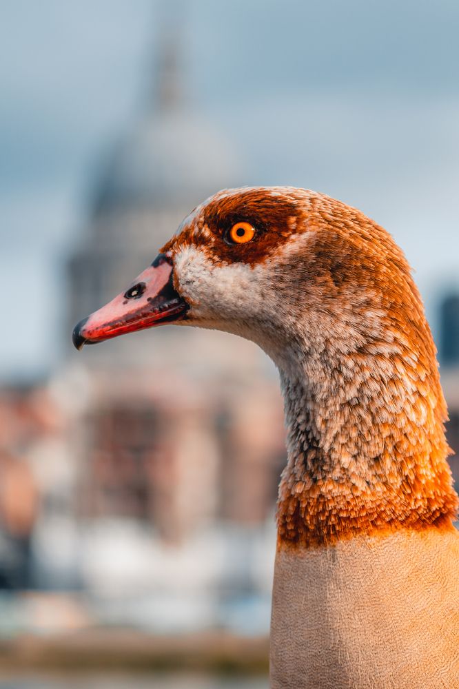 Photograph by Robert Fülöp