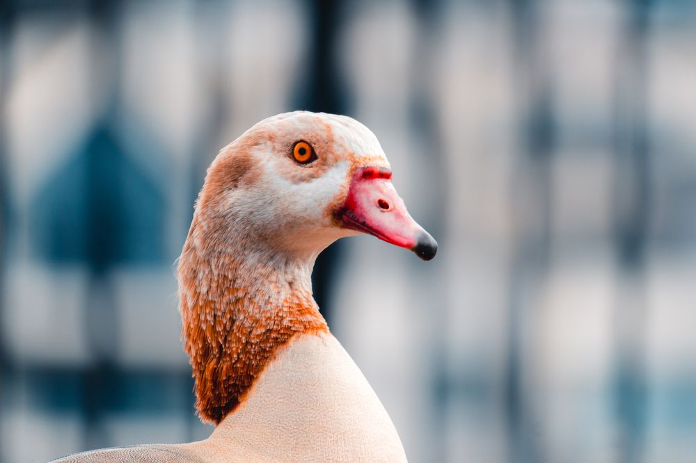 Photograph by Robert Fülöp