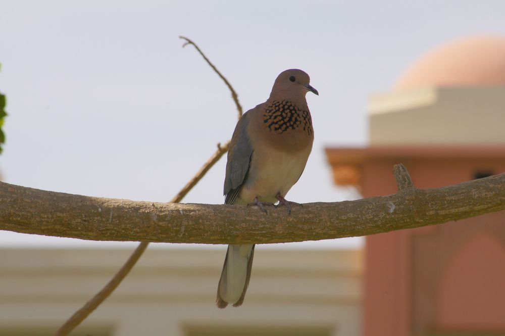 Photograph by Светлана Стрельцова