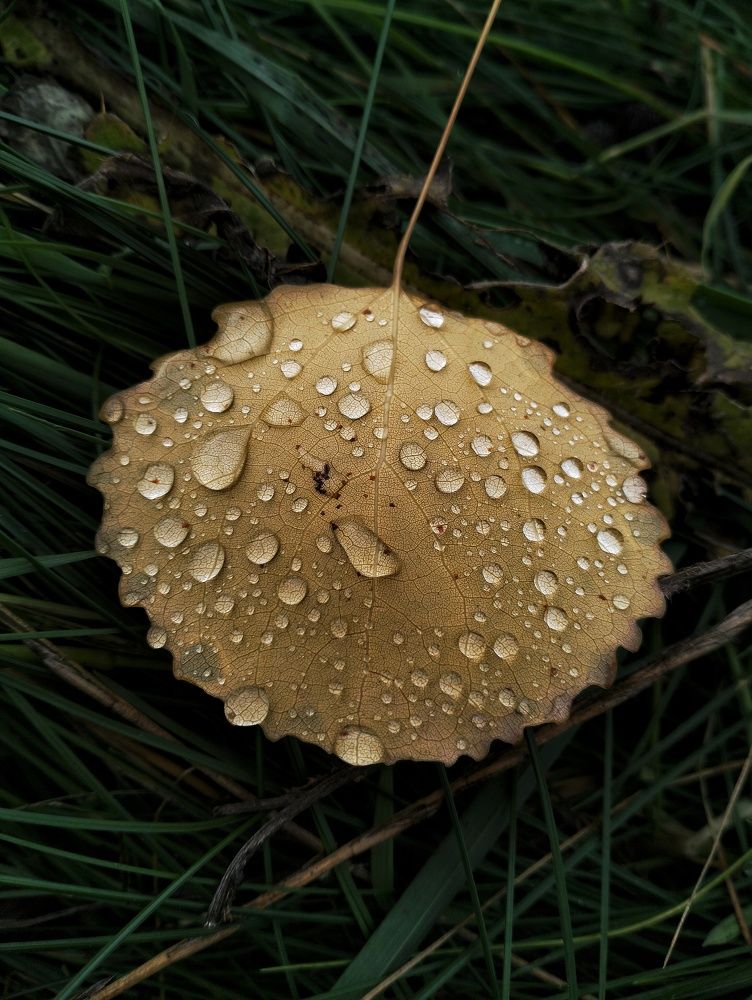 Photograph by Артем Великанов