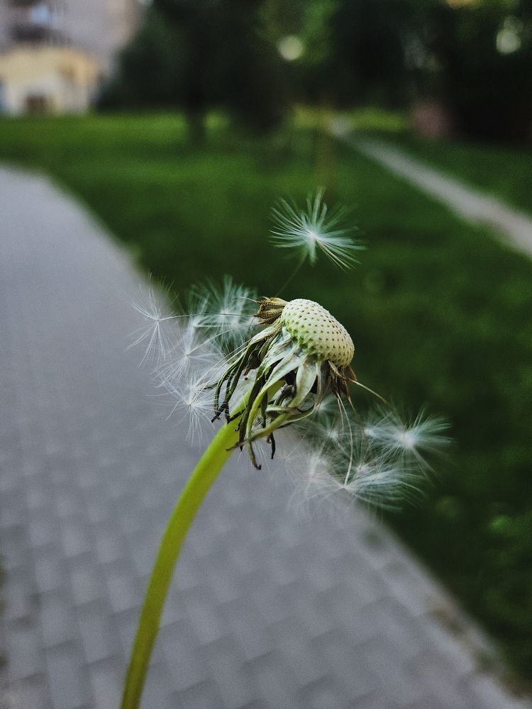 Photograph by Александра Кропивка