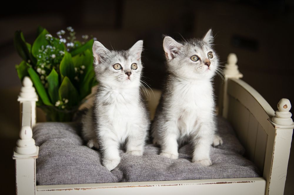 Photograph by Татьяна Родикова