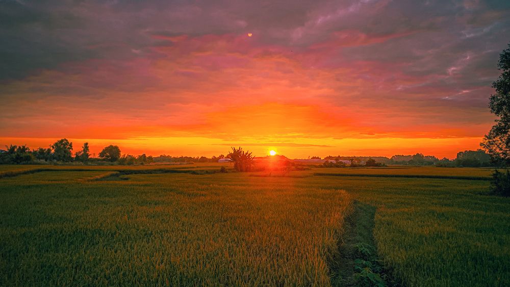 Bình minh rực rỡ chiếu sáng những cánh đồng lúa