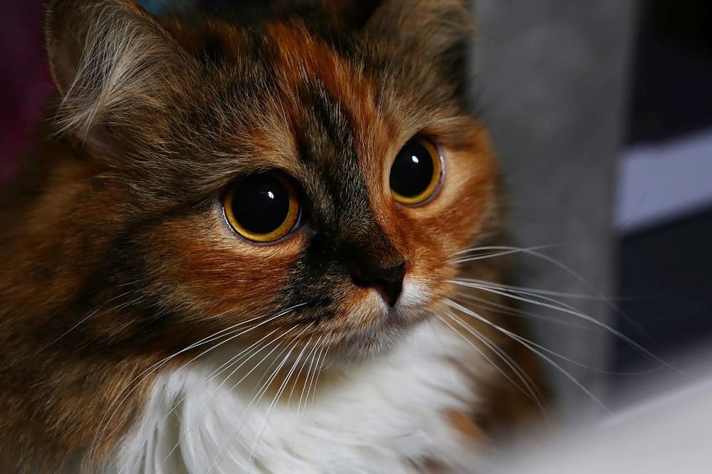 Фотография автора Алёна Сухарева