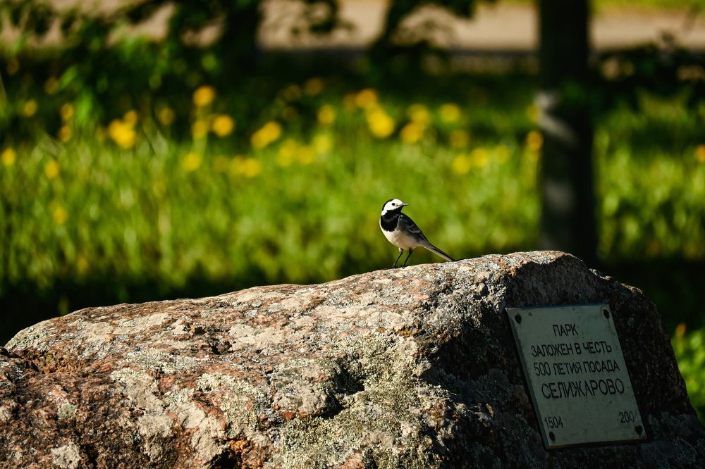 Фотография автора Irina Linina