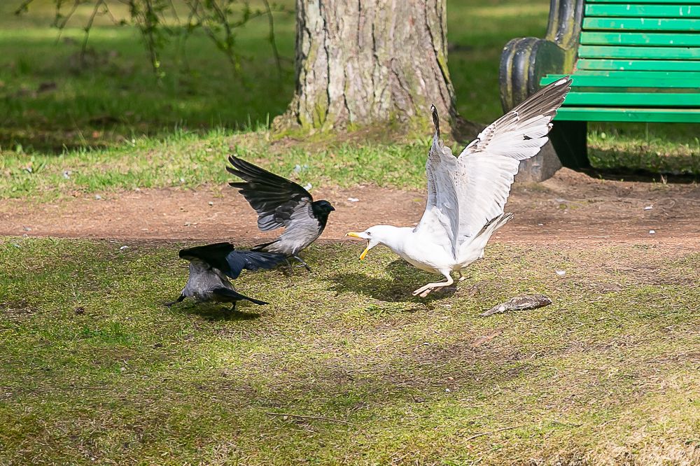 Photograph by Наталья Катюжанская