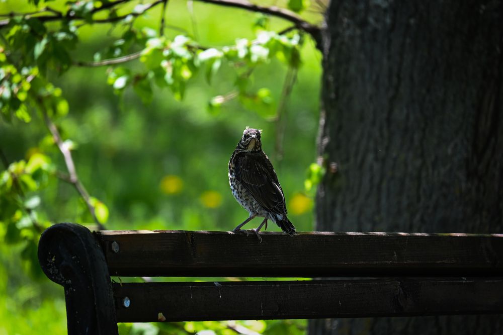 Фотография автора Irina Linina