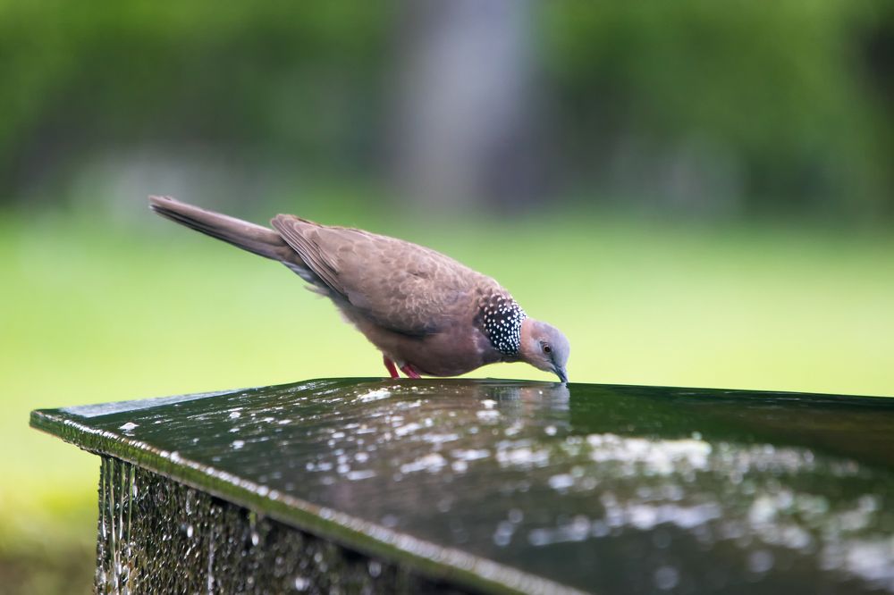 Photograph by  賴清淇