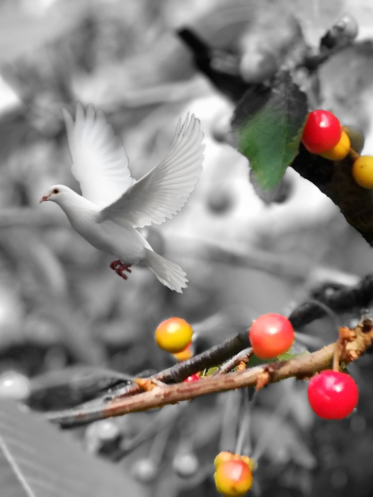 Фотография автора Anila Ismailaj