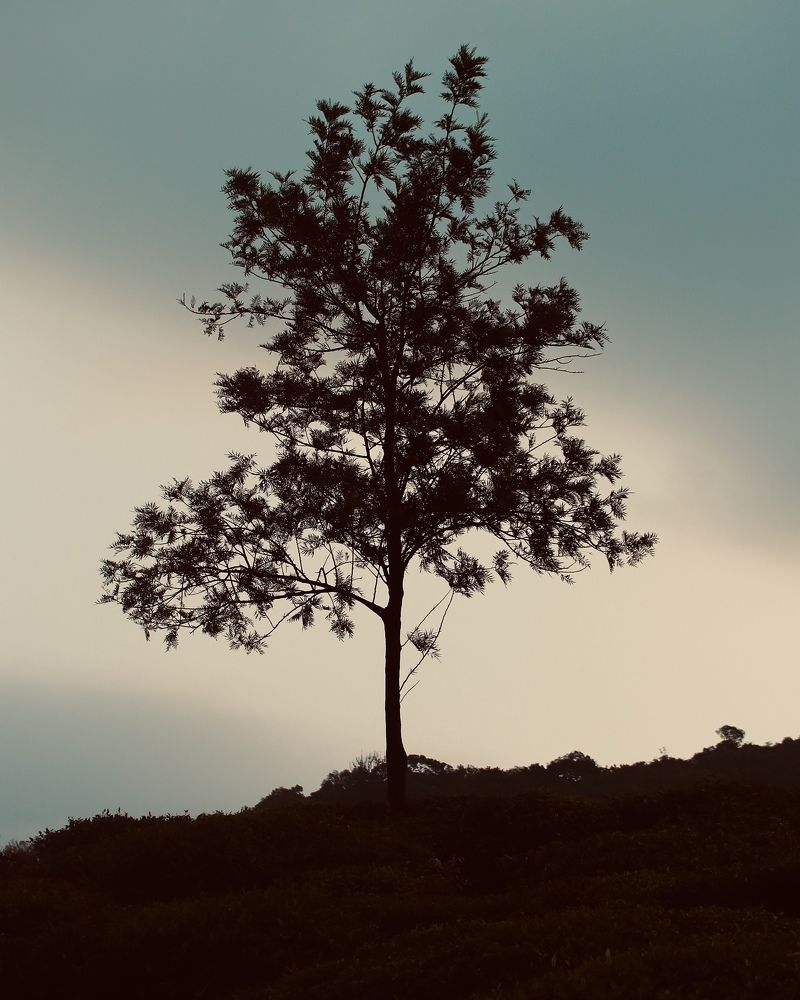 Photograph by Ameen Graphy