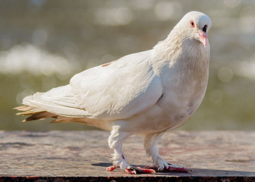 Photograph by Сергей Дишук