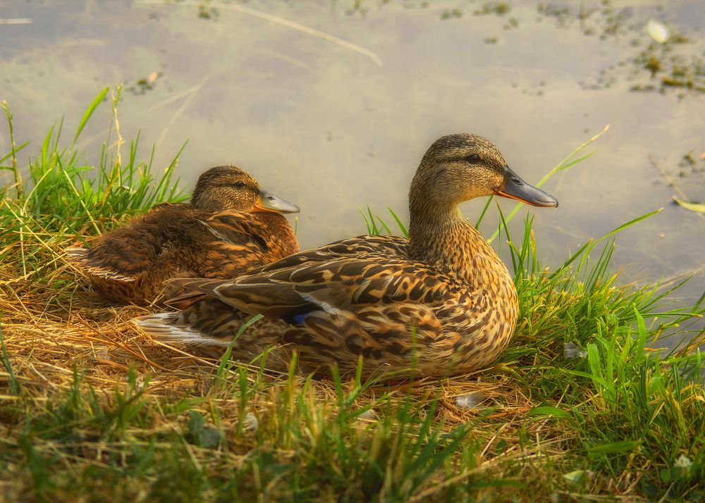 Photograph by Сергей Дишук