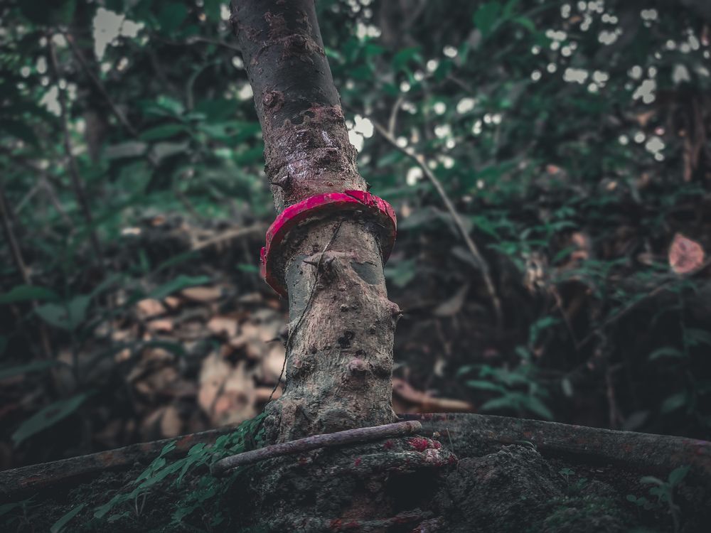 Photograph by Anubhav Bhattacharjee