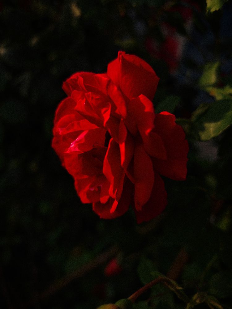 Photograph by Дарья Кондрашонок