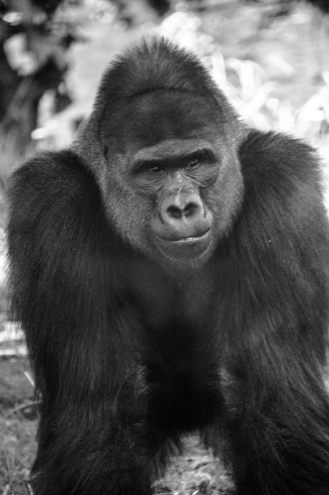 Photograph by Conrad Koorsten