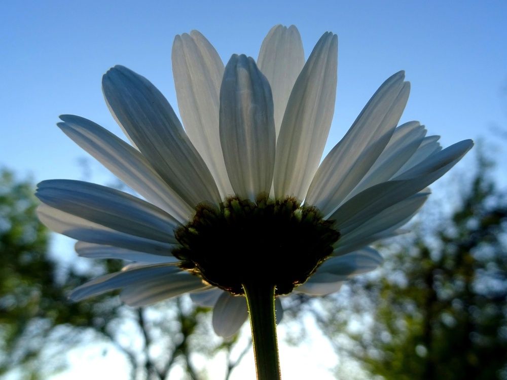 Photograph by Любовь Кочуганова