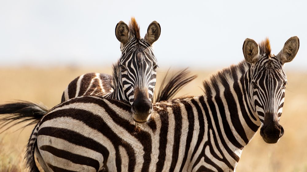 Striped Africa