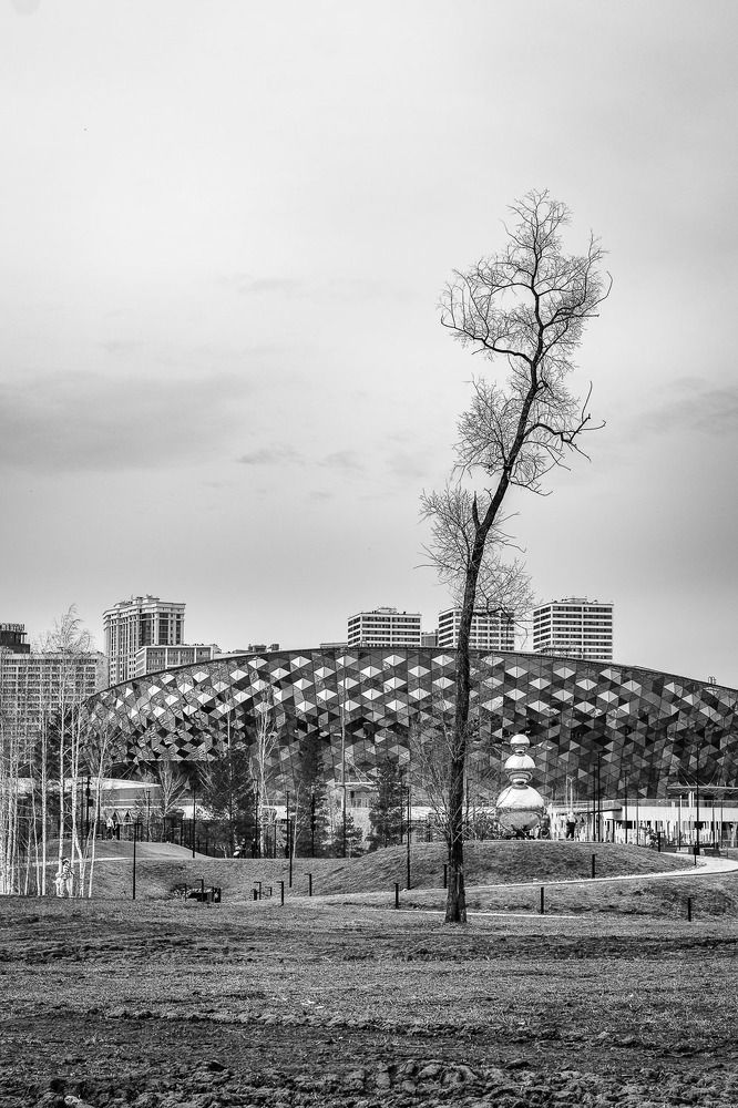 Одинокое дерево