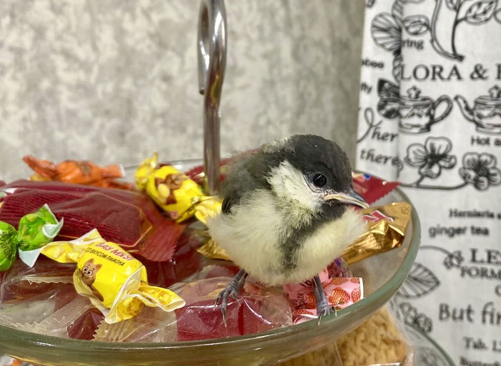 Фотография автора Олег Капуста