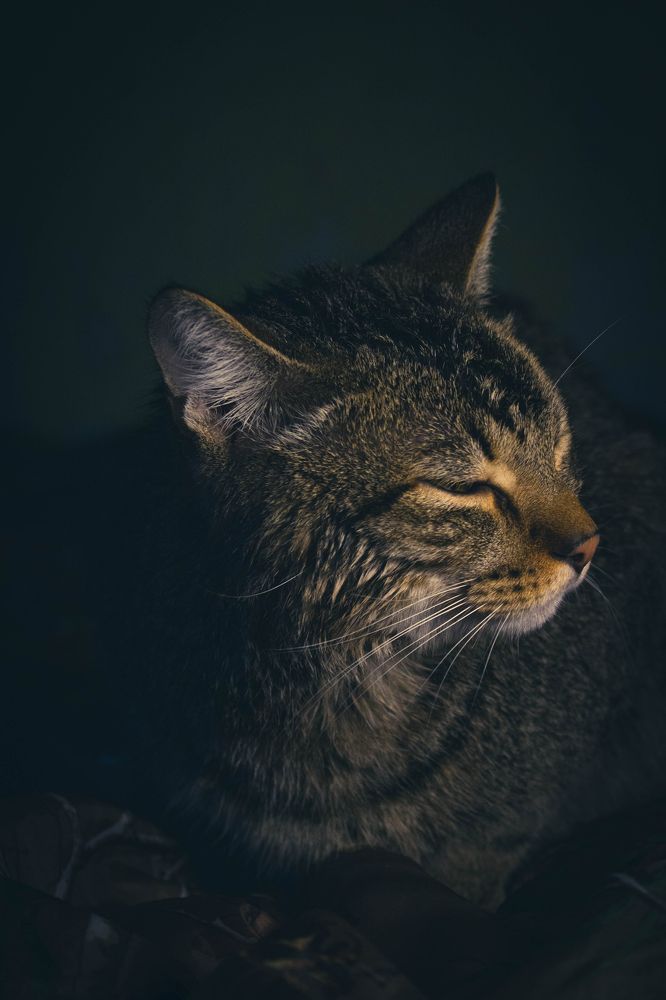 Фотография автора Ярослава Ангорская